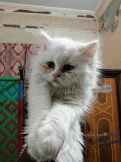 Persian cat female