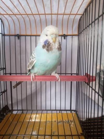 Exhibition Cinnamon Opline Female