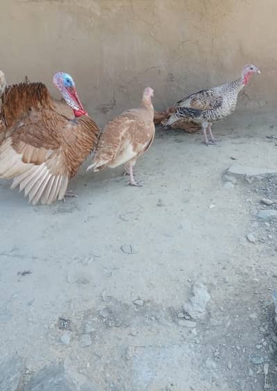 turkey hans aik male 2 fimel