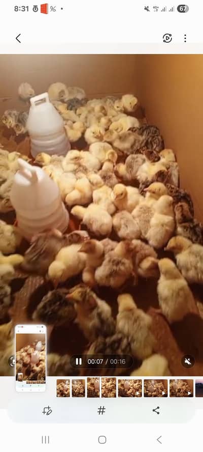 Turky k Bachay 1 Din k