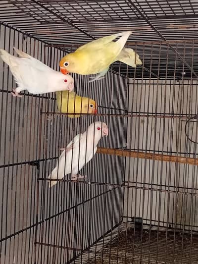 Decino + Albino RE Breeding Pairs 0318-2012121