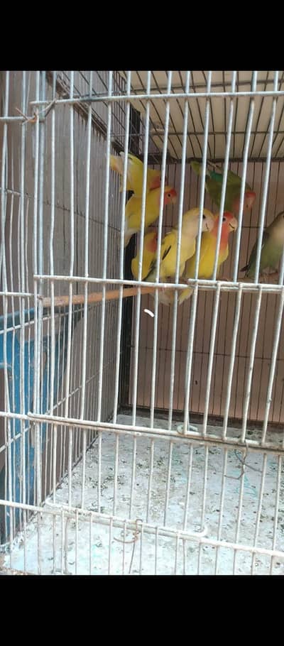 Bird Cage – 4 & 2 Box, Iron, Good Condition”