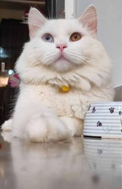 Persian triple coated kittens for sale (adult cats on adoption)