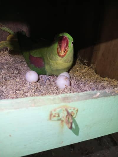 Raw parrots 03463235861