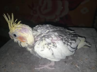 cocktail chicks for sale in sargodha