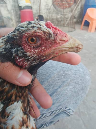 Aseel murghi sindhi thai cross