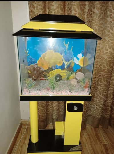fish aquarium
