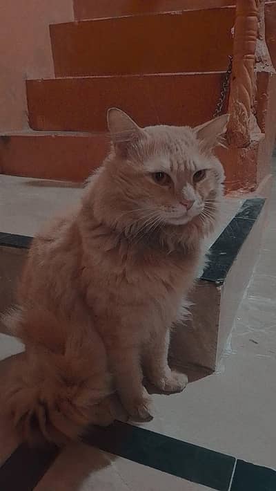 so cute cat no issues vaccine vagera all done