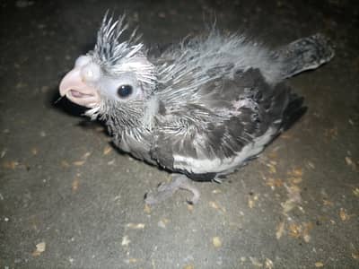 cocktail chick for sale