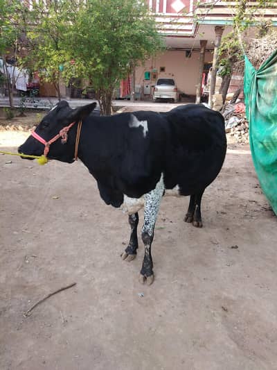 cow for sale
