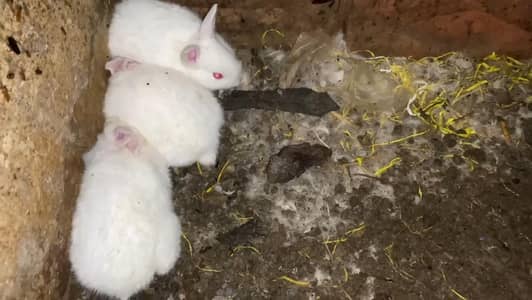 red eyes white rabbit chic's 25 den k number 03239931993