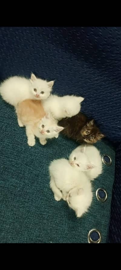 Persian kitten for sale