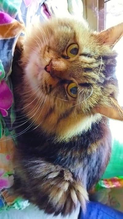 Persian Cat For Sale In Low Price