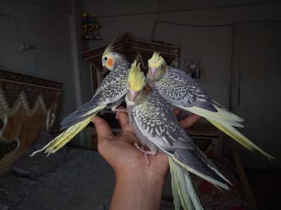 COCKTAIL,COCTEIL,HAND TAME BIRD CREAM PEARL PEID TAMED 3000 per piece.