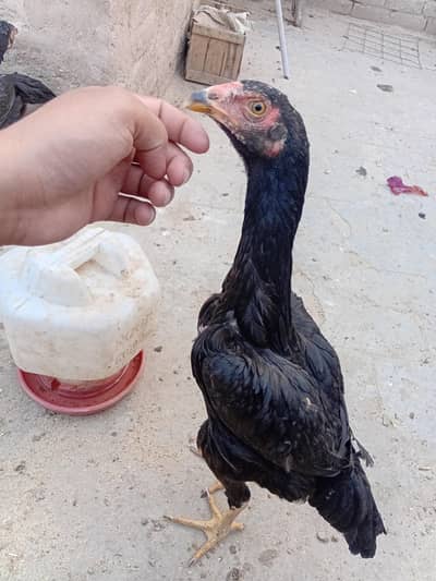 black shamo orignal quality