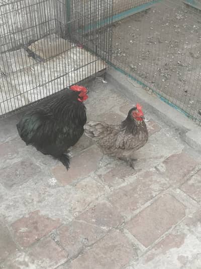 Breader pair laying eggs