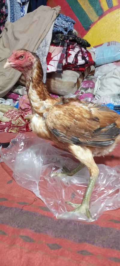 gunahi Turkish hint aseel