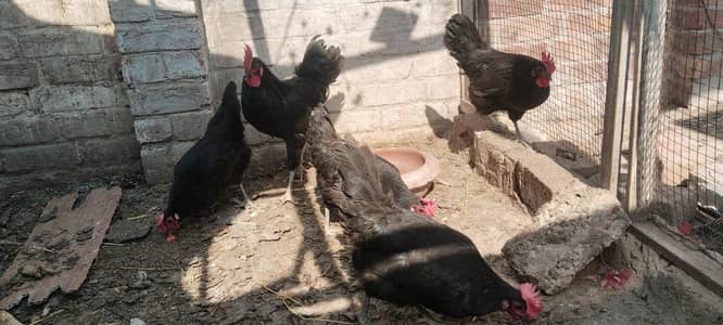 newly started black Australorp egg layng contact only03214675275