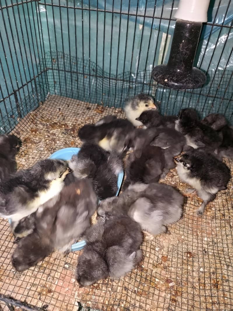 black heavy buff chicks 0
