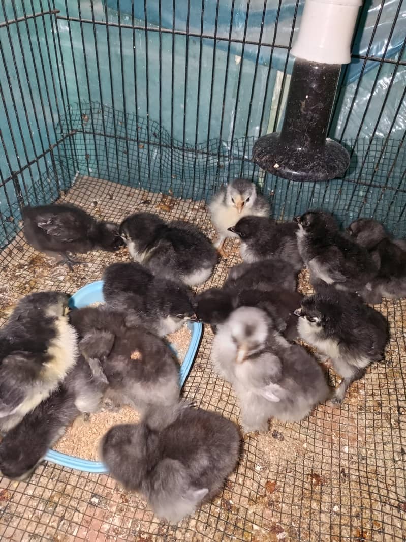 black heavy buff chicks 1