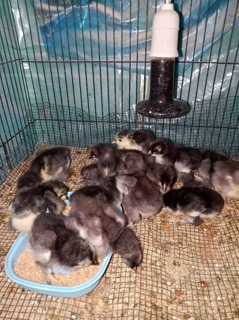black heavy buff chicks 2