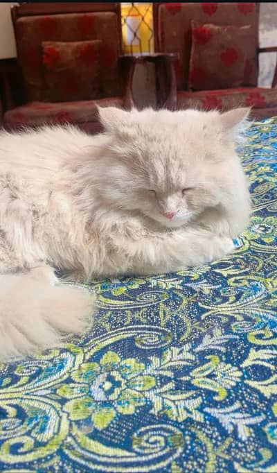 Persian cat 