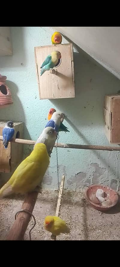 Lovebirds Mutation Pairs white eyering healthy Active colony setup