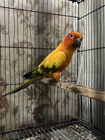 Sun conure male jambo size