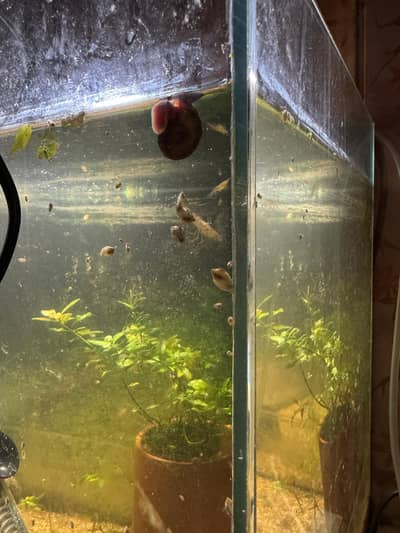 snail  baby fish aquarium