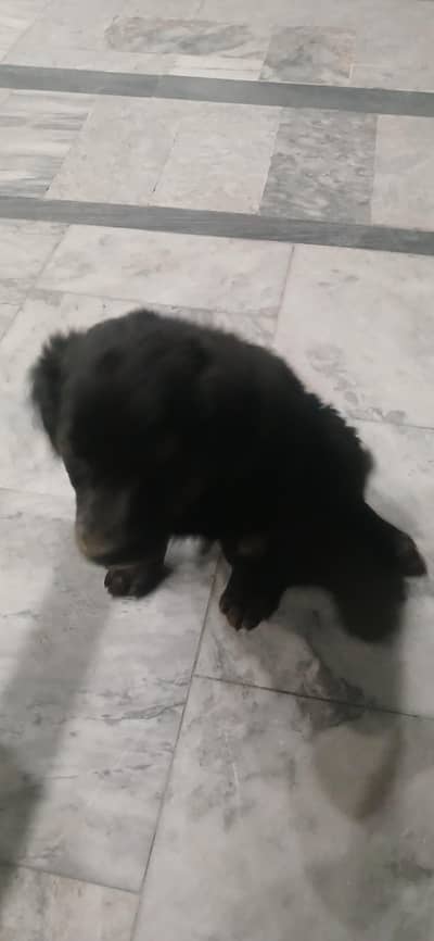 Black GERMAN Shepherd