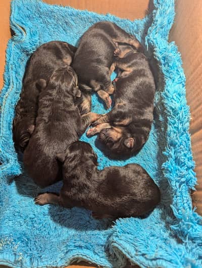 Puppies German shepherd.