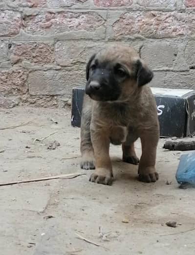 bagiyari male pup /0/3/0/7/6/7/1/7/5/0/7/