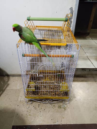 alexandrine parrot male with master cage