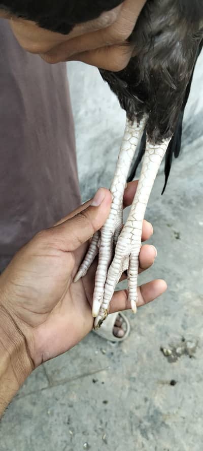 Aseel setup for sale