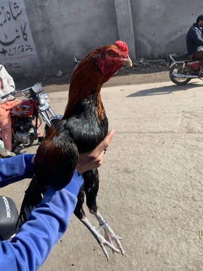 Vetnan and heera maddi eggs for sell