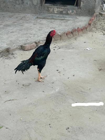 Kala nwab wala 03124252652