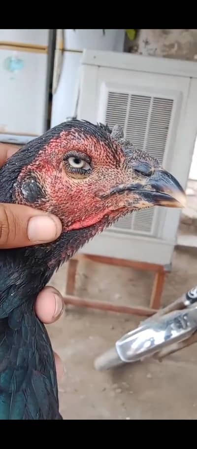 Kala nwab wala 03124252652