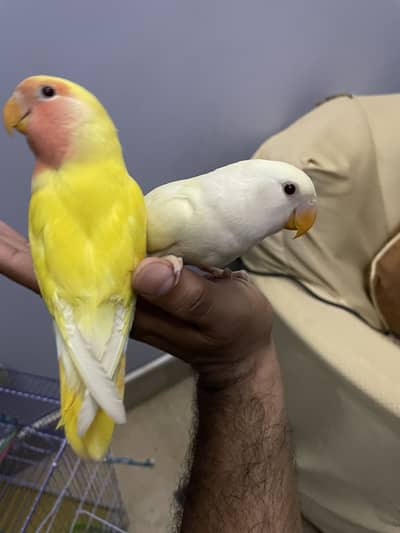 Hand tamed love bird chicks