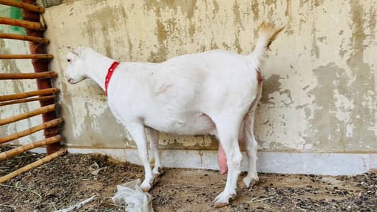 Pure Gulabi teddy taddy tady tedy