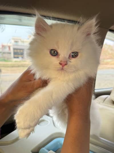 Persian kitten male punch face double coated