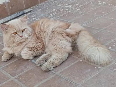 beautiful fluffy male cat
