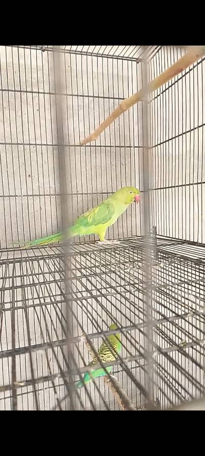 Green parrot and chiks for sale