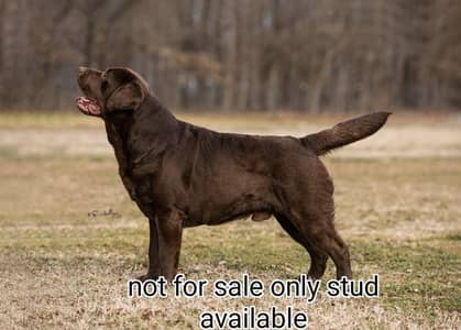 chocolate Labrador Pedigree male