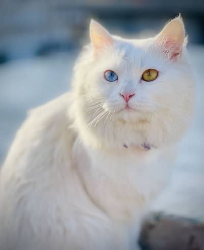 Persian cat odd eyes