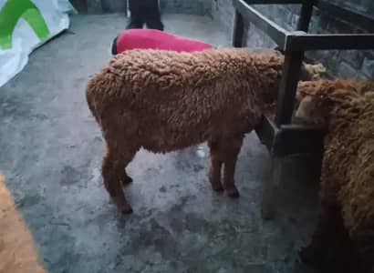 Mundra For sale +92 321 4179165