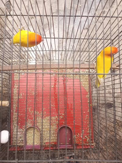 pair ha Lataino ma jisa chia rabata kara