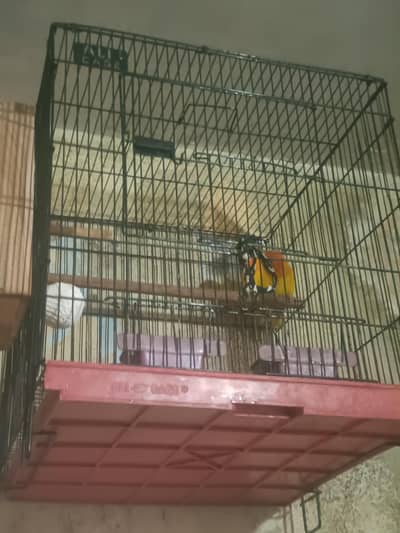 pair ha Lataino ma jisa chia rabata kara