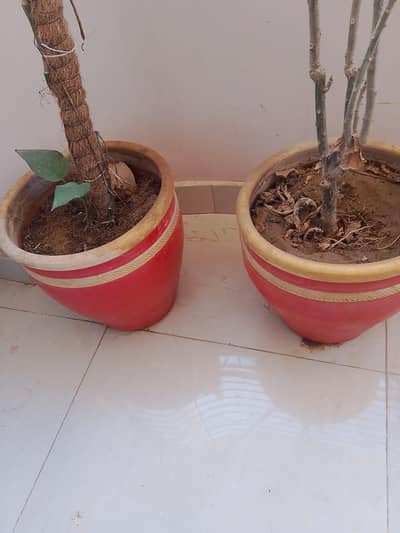 Plant pots with Khad