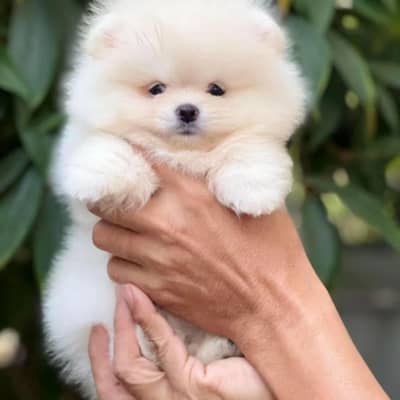 Pomeranian original teacup pug Maltese maltipo corgi Bicon fries