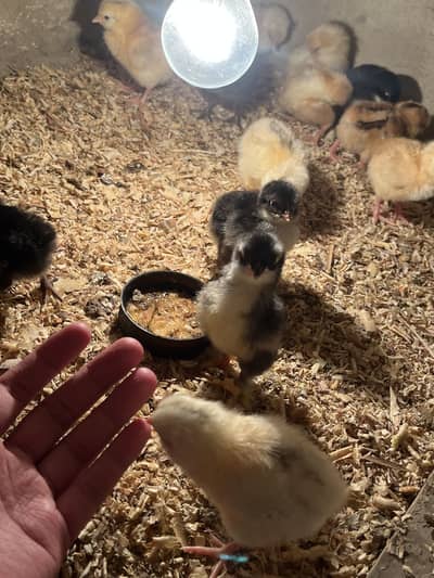 Lohman brown and black chicks